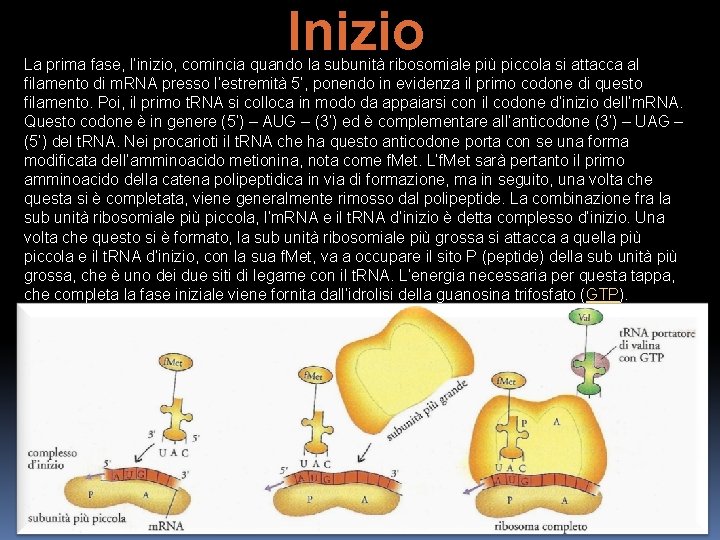 Inizio La prima fase, l’inizio, comincia quando la subunità ribosomiale più piccola si attacca