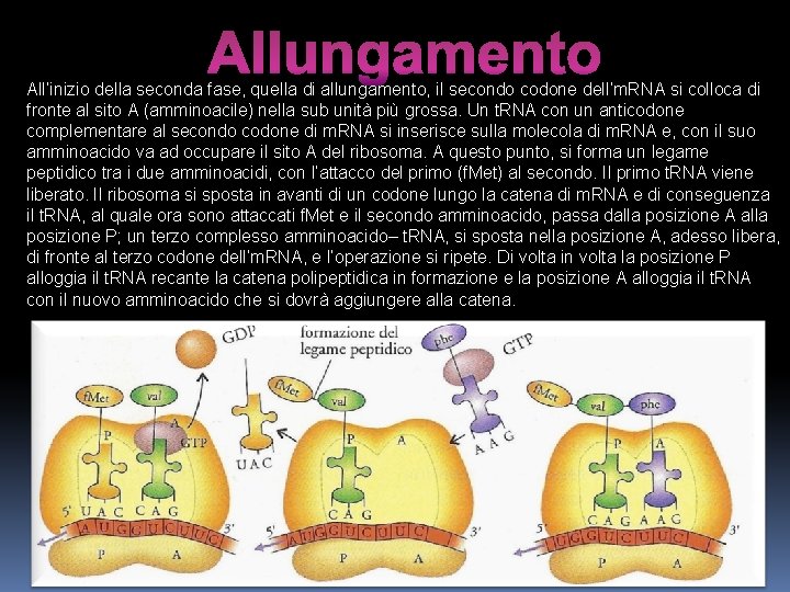 Allungamento All’inizio della seconda fase, quella di allungamento, il secondo codone dell’m. RNA si