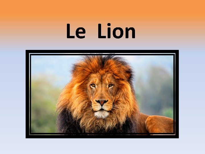 Le Lion 