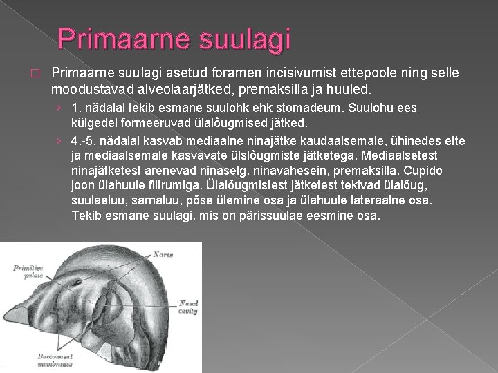 Primaarne suulagi � Primaarne suulagi asetud foramen incisivumist ettepoole ning selle moodustavad alveolaarjätked, premaksilla