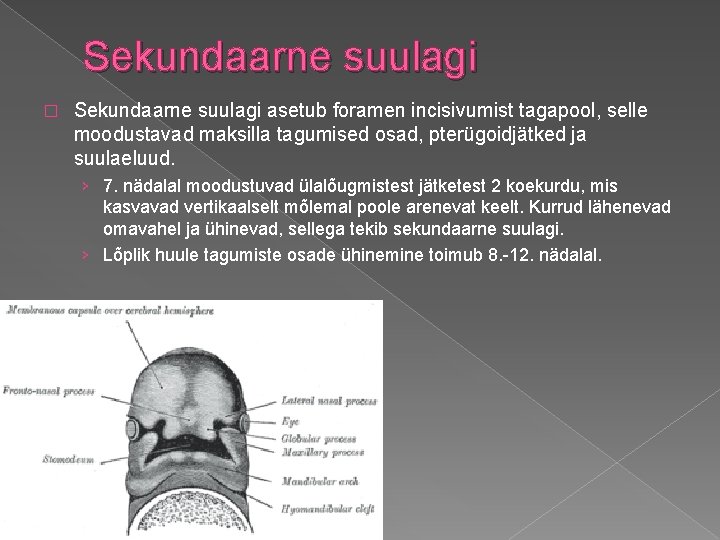 Sekundaarne suulagi � Sekundaarne suulagi asetub foramen incisivumist tagapool, selle moodustavad maksilla tagumised osad,