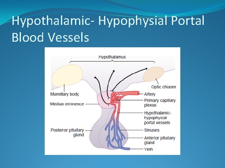 Hypothalamic- Hypophysial Portal Blood Vessels 