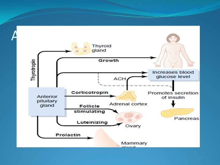 Anterior Pituitary Hormones 