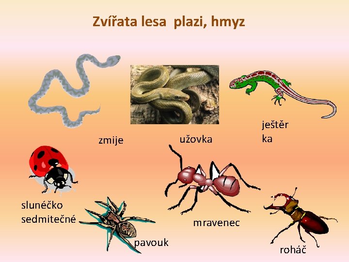 Zvířata lesa plazi, hmyz užovka zmije slunéčko sedmitečné ještěr ka mravenec pavouk roháč 