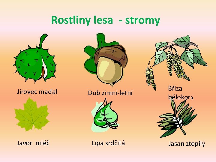 Rostliny lesa - stromy Jírovec maďal Javor mléč Dub zimní-letní Lípa srdčitá Bříza bělokorá