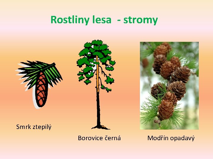 Rostliny lesa - stromy Smrk ztepilý Borovice černá Modřín opadavý 