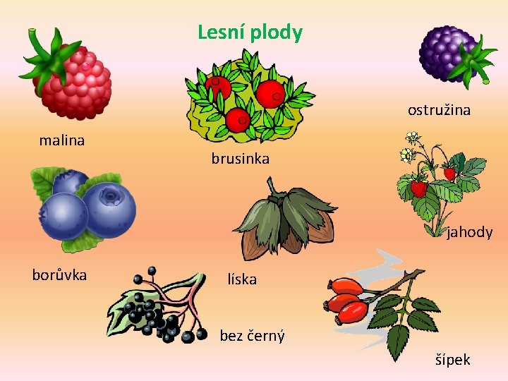 Lesní plody ostružina malina brusinka jahody borůvka líska bez černý šípek 