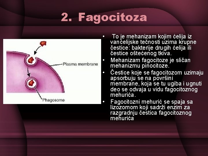 2. Fagocitoza • To je mehanizam kojim ćelija iz vanćelijske tečnosti uzima krupne čestice: