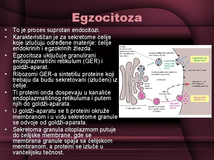 Egzocitoza • To je proces suprotan endocitozi. • Karakterističan je za sekretorne ćelije koje