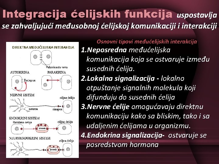 Integracija ćelijskih funkcija uspostavlja se zahvaljujući međusobnoj ćelijskoj komunikaciji i interakciji Osnovni tipovi međućelijskih