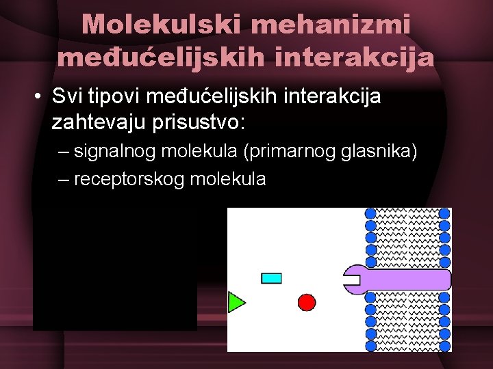 Molekulski mehanizmi međućelijskih interakcija • Svi tipovi međućelijskih interakcija zahtevaju prisustvo: – signalnog molekula