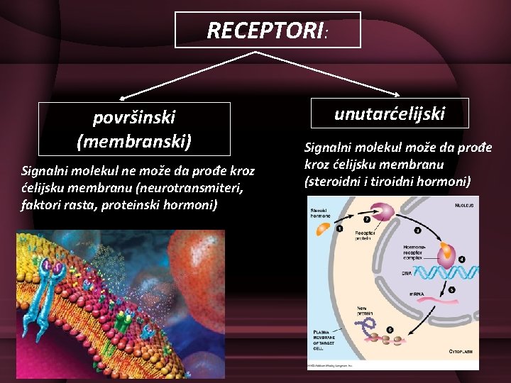 RECEPTORI: površinski (membranski) Signalni molekul ne može da prođe kroz ćelijsku membranu (neurotransmiteri, faktori