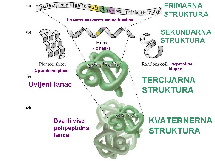 linearna sekvenca amino kiselina PRIMARNA STRUKTURA SEKUNDARNA STRUKTURA - α heliks - β paralelne