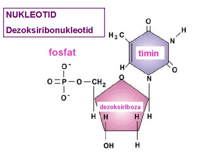 NUKLEOTID Dezoksiribonukleotid fosfat timin dezoksiriboza 
