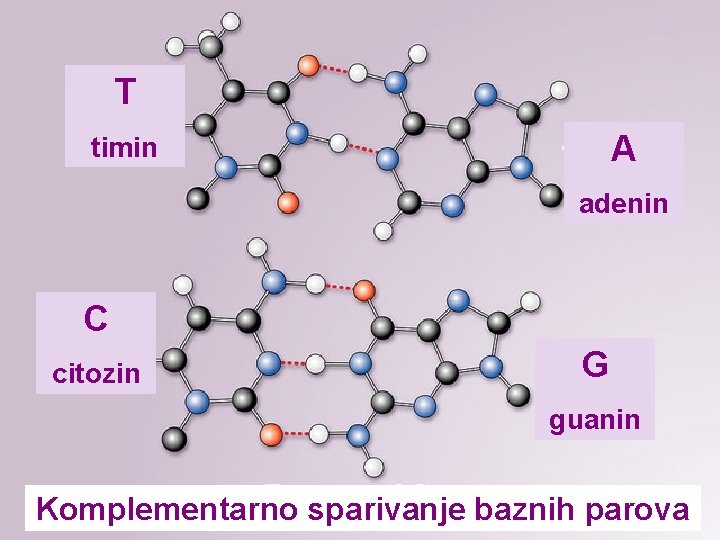 T A timin adenin C citozin G guanin Komplementarno sparivanje baznih parova 