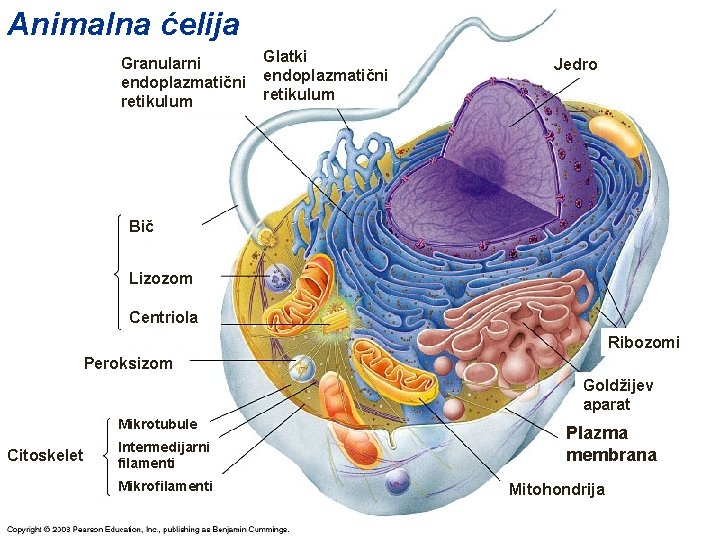 Animalna ćelija Granularni endoplazmatični retikulum Glatki endoplazmatični retikulum Jedro Bič Citoskele t Lizozom Centriola