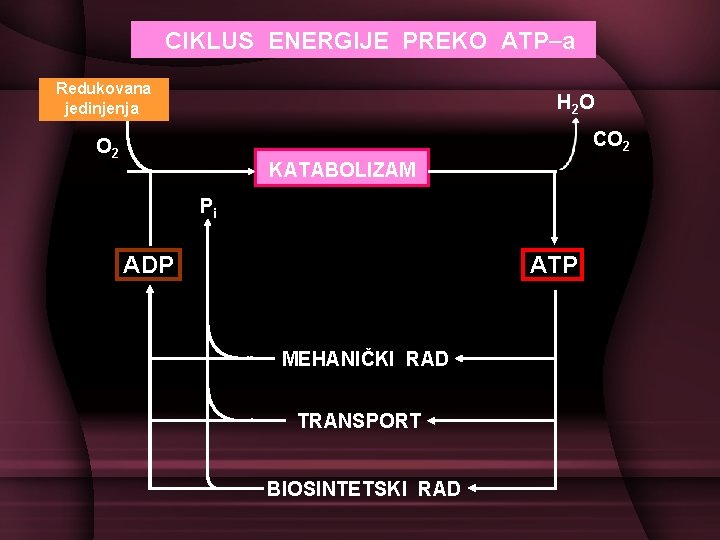 CIKLUS ENERGIJE PREKO ATP-a Redukovana jedinjenja H 2 O CO 2 KATABOLIZAM Pi ADP