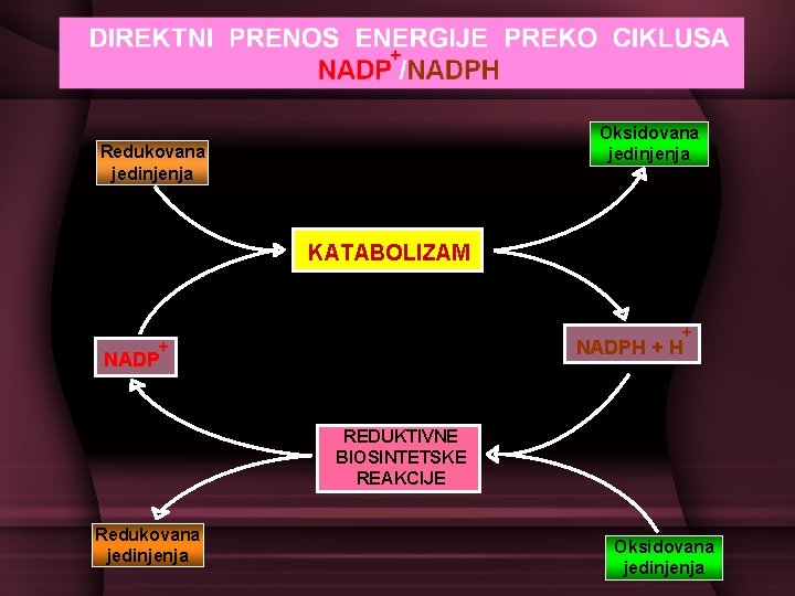 Oksidovana jedinjenja Redukovana jedinjenja KATABOLIZAM + NADPH + NADP REDUKTIVNE BIOSINTETSKE REAKCIJE Redukovana jedinjenja