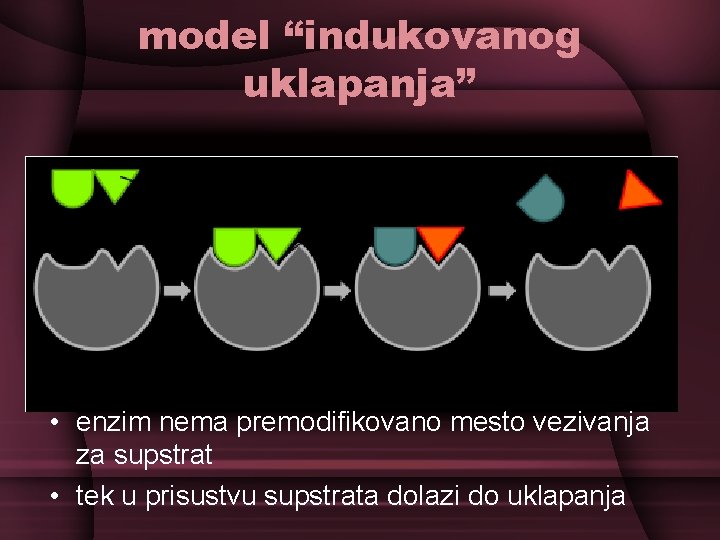 model “indukovanog uklapanja” • enzim nema premodifikovano mesto vezivanja za supstrat • tek u