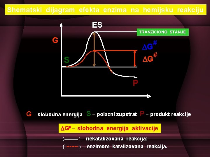 Shematski dijagram efekta enzima na hemijsku reakciju ES TRANZICIONO STANJE G # G S