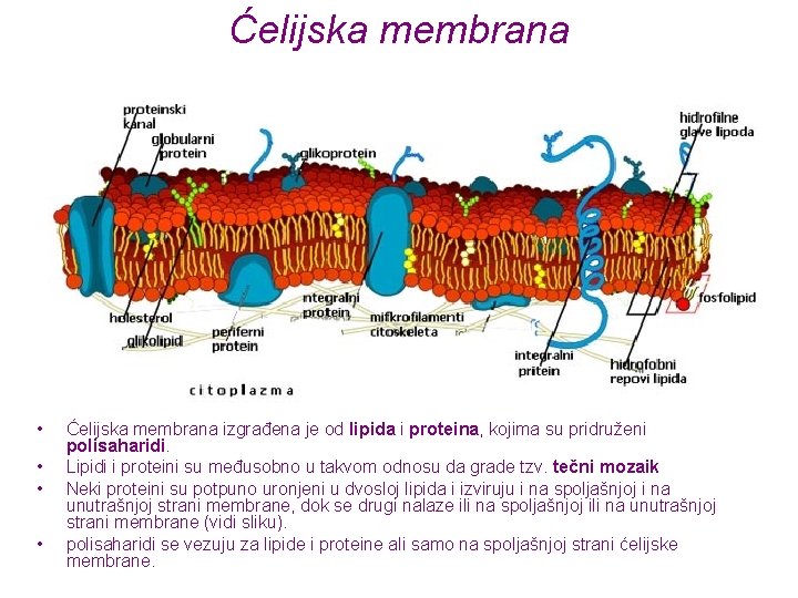 Ćelijska membrana • • Ćelijska membrana izgrađena je od lipida i proteina, kojima su