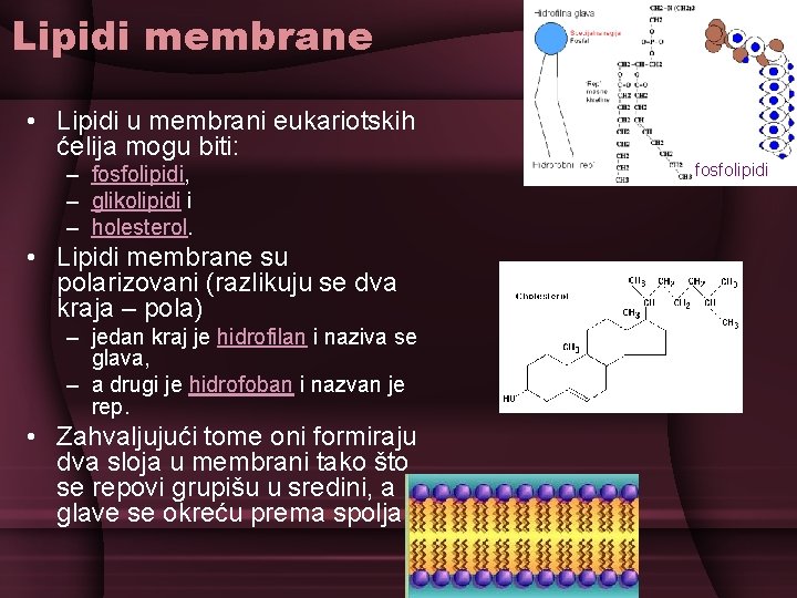 Lipidi membrane • Lipidi u membrani eukariotskih ćelija mogu biti: – fosfolipidi, – glikolipidi