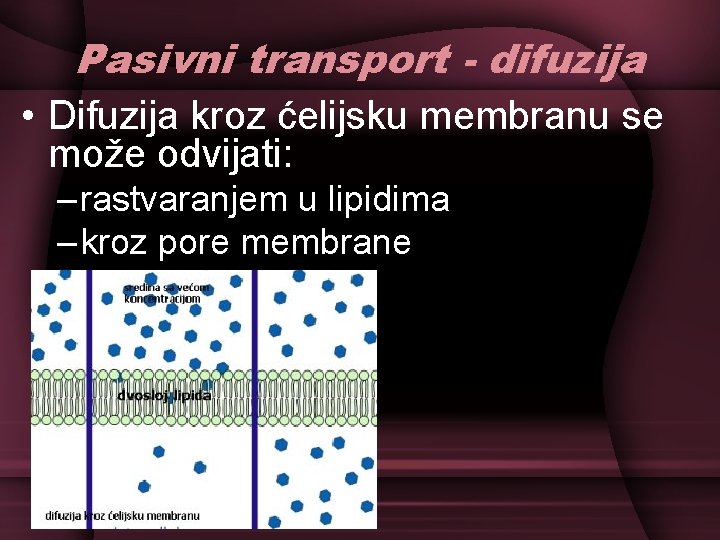 Pasivni transport - difuzija • Difuzija kroz ćelijsku membranu se može odvijati: – rastvaranjem