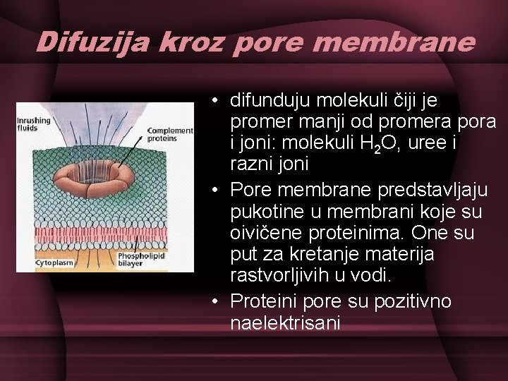 Difuzija kroz pore membrane • difunduju molekuli čiji je promer manji od promera pora