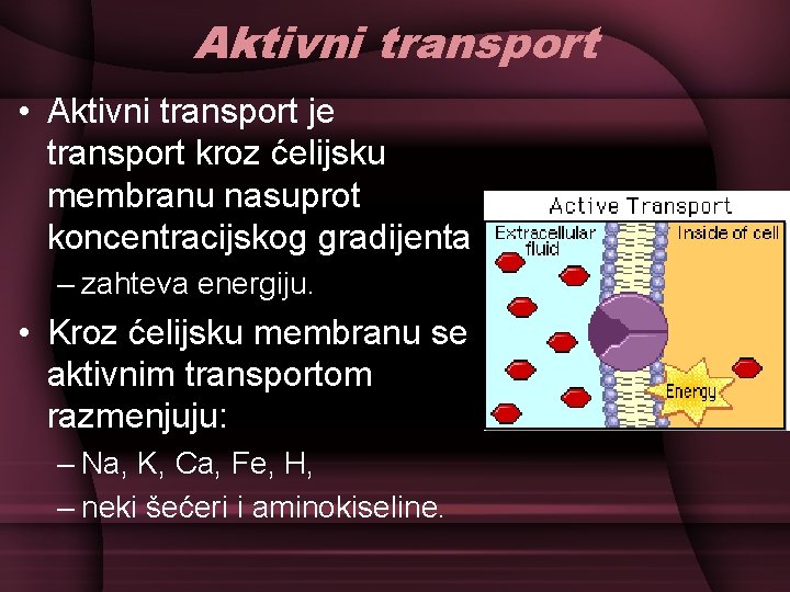 Aktivni transport • Aktivni transport je transport kroz ćelijsku membranu nasuprot koncentracijskog gradijenta –