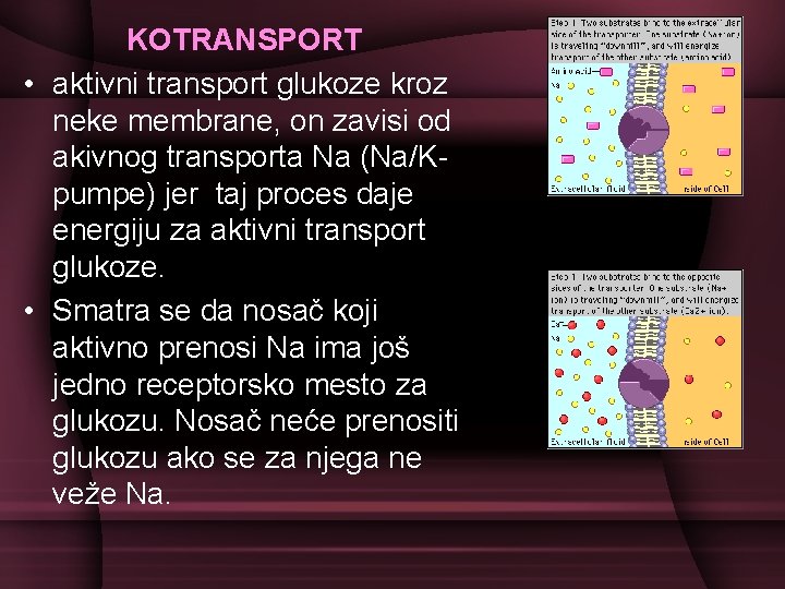 KOTRANSPORT • aktivni transport glukoze kroz neke membrane, on zavisi od akivnog transporta Na