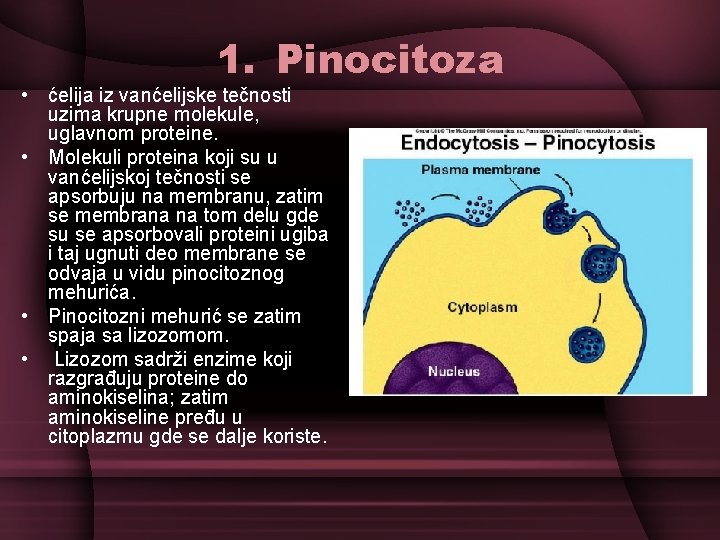 1. Pinocitoza • ćelija iz vanćelijske tečnosti uzima krupne molekule, uglavnom proteine. • Molekuli