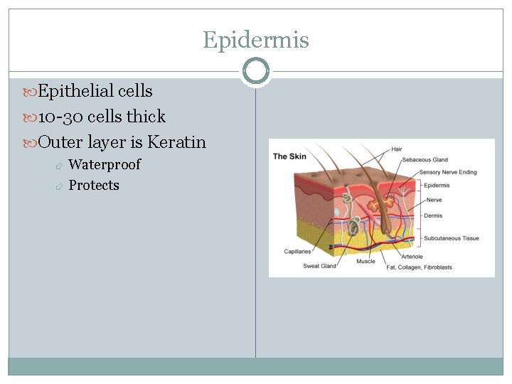 Epidermis Epithelial cells 10 -30 cells thick Outer layer is Keratin Waterproof Protects 
