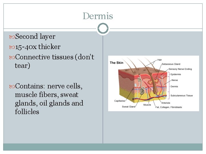 Dermis Second layer 15 -40 x thicker Connective tissues (don’t tear) Contains: nerve cells,
