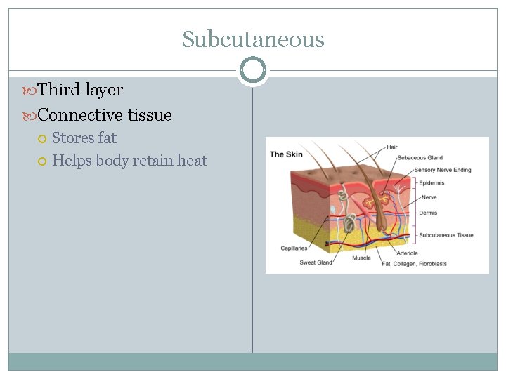 Subcutaneous Third layer Connective tissue Stores fat Helps body retain heat 
