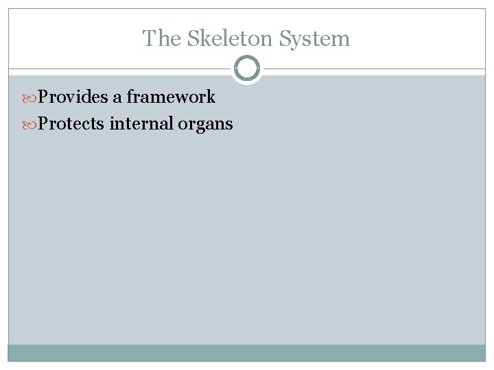 The Skeleton System Provides a framework Protects internal organs 