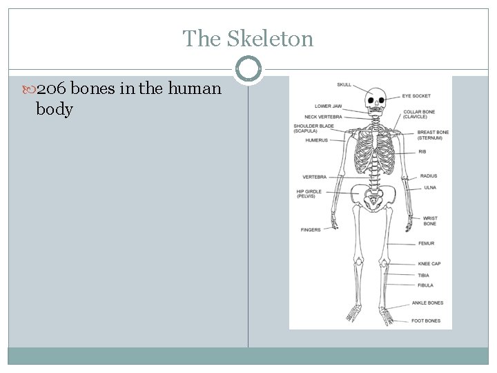 The Skeleton 206 bones in the human body 
