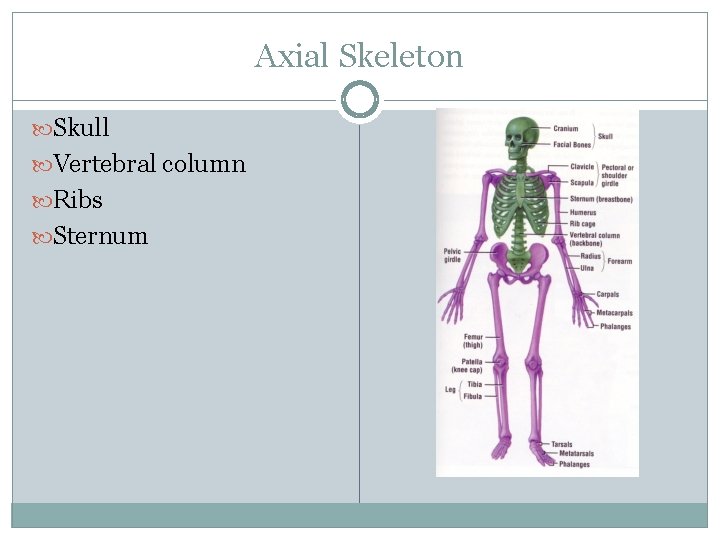Axial Skeleton Skull Vertebral column Ribs Sternum 