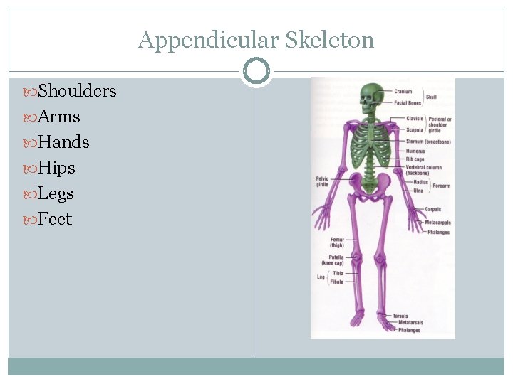 Appendicular Skeleton Shoulders Arms Hands Hips Legs Feet 
