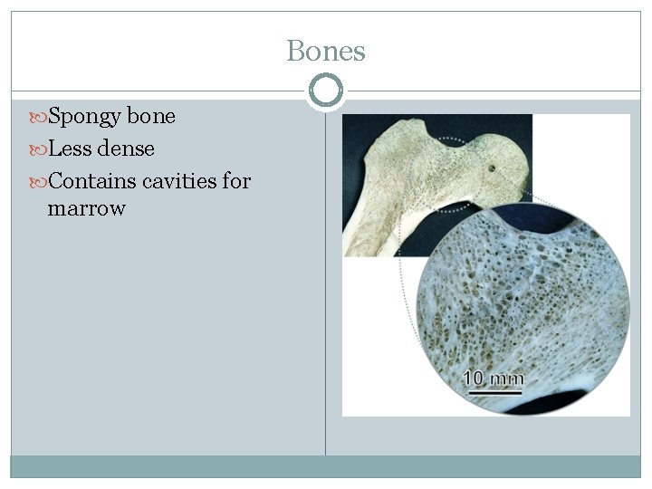 Bones Spongy bone Less dense Contains cavities for marrow 