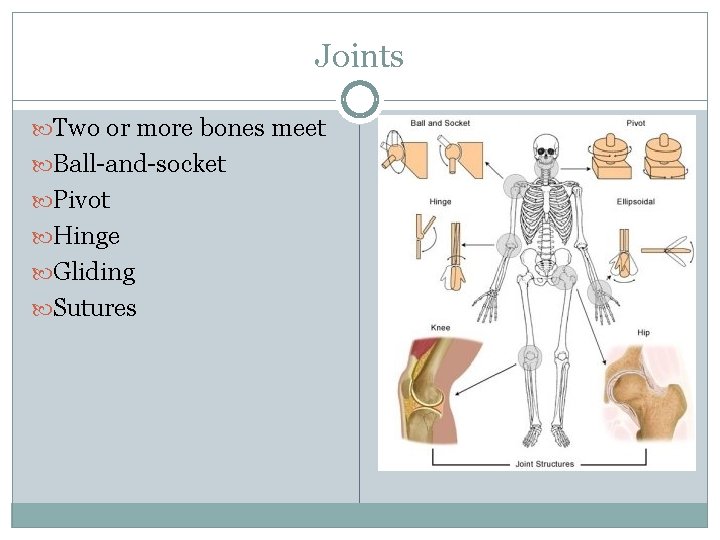 Joints Two or more bones meet Ball-and-socket Pivot Hinge Gliding Sutures 