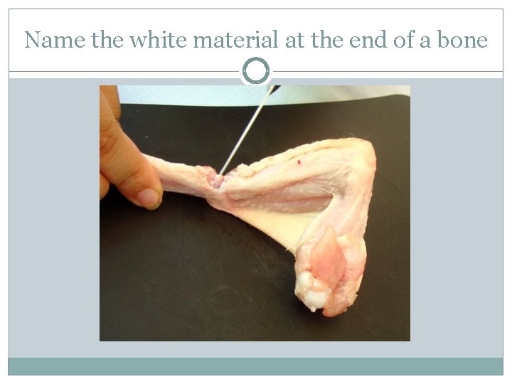 Name the white material at the end of a bone 