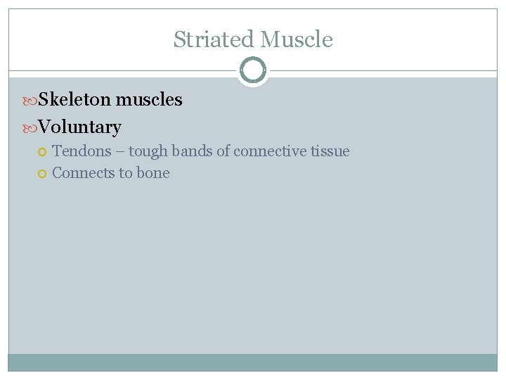 Striated Muscle Skeleton muscles Voluntary Tendons – tough bands of connective tissue Connects to
