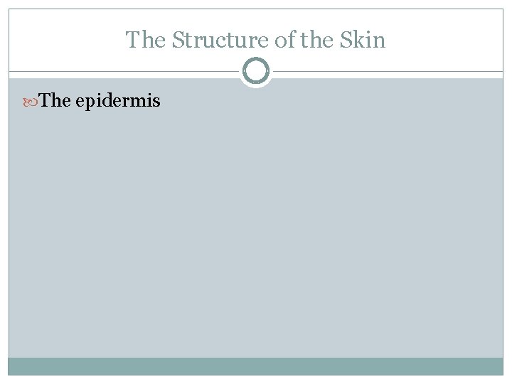 The Structure of the Skin The epidermis 