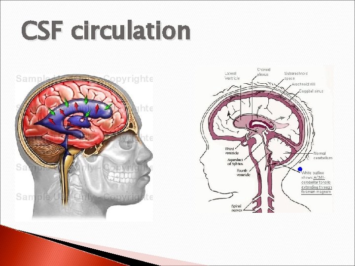 CSF circulation 