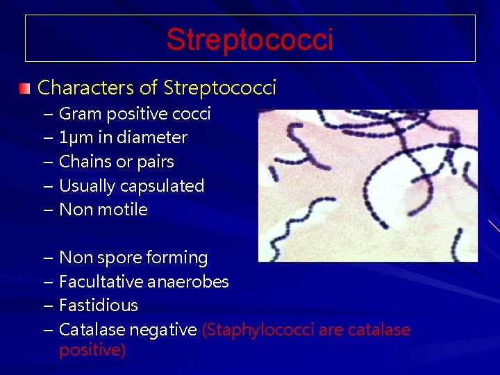 Streptococci Characters of Streptococci – – – Gram positive cocci 1µm in diameter Chains