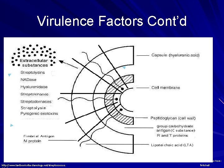 Virulence Factors Cont’d ◄ ► ► Image taken from: http: //www. textbookofbacteriology. net/streptococcus. Mitchell