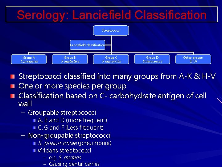 Serology: Lanciefield Classification Streptococci Lanciefield classification Group A S. pyogenes Group B S. agalactiae Serology: Lanciefield Classification Streptococci Lanciefield classification Group A S. pyogenes Group B S. agalactiae