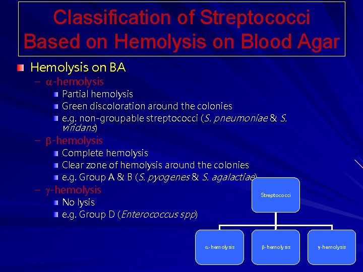 Classification of Streptococci Based on Hemolysis on Blood Agar Hemolysis on BA – -hemolysis Classification of Streptococci Based on Hemolysis on Blood Agar Hemolysis on BA – -hemolysis