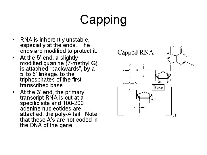 Capping • RNA is inherently unstable, especially at the ends. The ends are modified