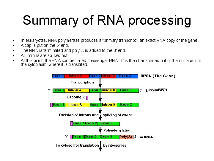 Summary of RNA processing • • • In eukaryotes, RNA polymerase produces a “primary